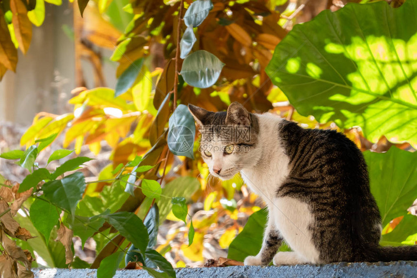 我们在六月帮助了30只流浪猫